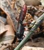 Coelichneumon sp.